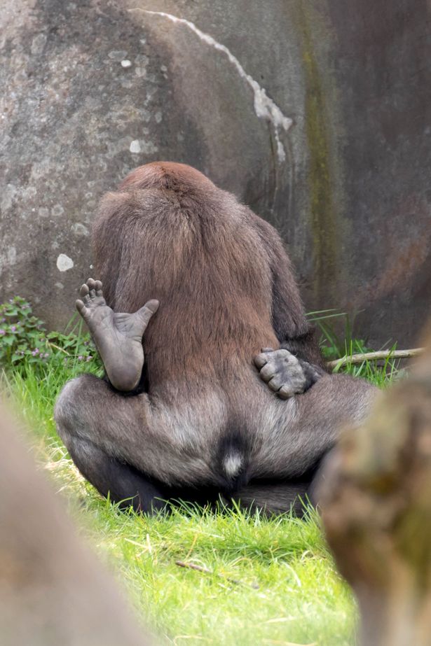 Khỉ đột ngang nhiên làm chuyện nhạy cảm trước mặt du khách